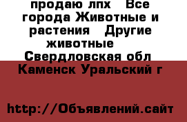 продаю лпх - Все города Животные и растения » Другие животные   . Свердловская обл.,Каменск-Уральский г.